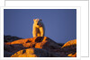 Polar Bear, Hudson Bay, Nunavut, Canada by Anonymous
