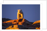 Polar Bear, Hudson Bay, Nunavut, Canada by Anonymous