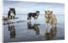 Sled Dogs, Nunavut, Canada by Anonymous