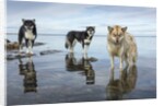 Sled Dogs, Nunavut, Canada by Anonymous