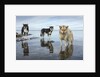 Sled Dogs, Nunavut, Canada by Anonymous