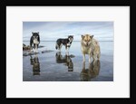 Sled Dogs, Nunavut, Canada by Anonymous
