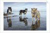 Sled Dogs, Nunavut, Canada by Anonymous