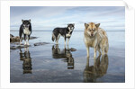Sled Dogs, Nunavut, Canada by Anonymous
