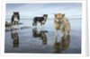 Sled Dogs, Nunavut, Canada by Anonymous