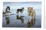 Sled Dogs, Nunavut, Canada by Anonymous