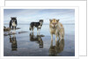 Sled Dogs, Nunavut, Canada by Anonymous
