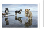 Sled Dogs, Nunavut, Canada by Anonymous