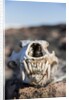 Polar Bear Skull, Hudson Bay, Nunavut, Canada by Anonymous