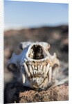 Polar Bear Skull, Hudson Bay, Nunavut, Canada by Anonymous