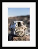 Polar Bear Skull, Hudson Bay, Nunavut, Canada by Anonymous