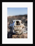 Polar Bear Skull, Hudson Bay, Nunavut, Canada by Anonymous