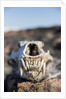 Polar Bear Skull, Hudson Bay, Nunavut, Canada by Anonymous