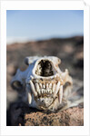 Polar Bear Skull, Hudson Bay, Nunavut, Canada by Anonymous
