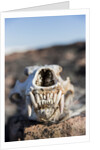 Polar Bear Skull, Hudson Bay, Nunavut, Canada by Anonymous