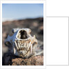 Polar Bear Skull, Hudson Bay, Nunavut, Canada by Anonymous