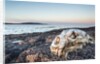 Polar Bear Skull, Hudson Bay, Nunavut, Canada by Anonymous
