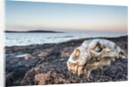 Polar Bear Skull, Hudson Bay, Nunavut, Canada by Anonymous