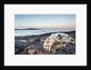 Polar Bear Skull, Hudson Bay, Nunavut, Canada by Anonymous