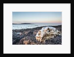 Polar Bear Skull, Hudson Bay, Nunavut, Canada by Anonymous