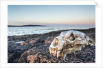 Polar Bear Skull, Hudson Bay, Nunavut, Canada by Anonymous