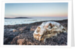 Polar Bear Skull, Hudson Bay, Nunavut, Canada by Anonymous