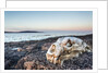 Polar Bear Skull, Hudson Bay, Nunavut, Canada by Anonymous