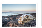 Polar Bear Skull, Hudson Bay, Nunavut, Canada by Anonymous