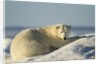Polar Bear on Iceberg, Hudson Bay, Nunavut, Canada by Anonymous
