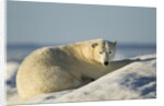 Polar Bear on Iceberg, Hudson Bay, Nunavut, Canada by Anonymous