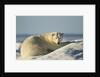 Polar Bear on Iceberg, Hudson Bay, Nunavut, Canada by Anonymous