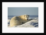 Polar Bear on Iceberg, Hudson Bay, Nunavut, Canada by Anonymous