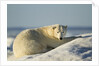 Polar Bear on Iceberg, Hudson Bay, Nunavut, Canada by Anonymous