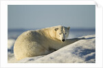 Polar Bear on Iceberg, Hudson Bay, Nunavut, Canada by Anonymous
