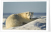 Polar Bear on Iceberg, Hudson Bay, Nunavut, Canada by Anonymous