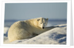 Polar Bear on Iceberg, Hudson Bay, Nunavut, Canada by Anonymous