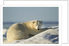 Polar Bear on Iceberg, Hudson Bay, Nunavut, Canada by Anonymous