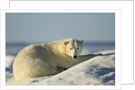 Polar Bear on Iceberg, Hudson Bay, Nunavut, Canada by Anonymous