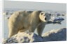 Polar Bear on Iceberg, Hudson Bay, Nunavut, Canada by Anonymous
