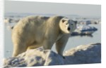 Polar Bear on Iceberg, Hudson Bay, Nunavut, Canada by Anonymous