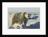Polar Bear on Iceberg, Hudson Bay, Nunavut, Canada by Anonymous