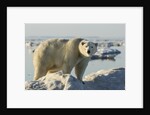 Polar Bear on Iceberg, Hudson Bay, Nunavut, Canada by Anonymous