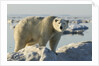 Polar Bear on Iceberg, Hudson Bay, Nunavut, Canada by Anonymous