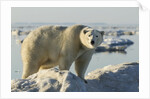 Polar Bear on Iceberg, Hudson Bay, Nunavut, Canada by Anonymous