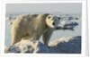 Polar Bear on Iceberg, Hudson Bay, Nunavut, Canada by Anonymous