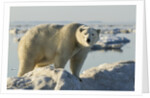 Polar Bear on Iceberg, Hudson Bay, Nunavut, Canada by Anonymous