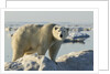 Polar Bear on Iceberg, Hudson Bay, Nunavut, Canada by Anonymous