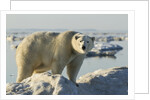 Polar Bear on Iceberg, Hudson Bay, Nunavut, Canada by Anonymous
