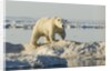 Polar Bear on Iceberg, Hudson Bay, Nunavut, Canada by Anonymous