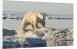 Polar Bear on Iceberg, Hudson Bay, Nunavut, Canada by Anonymous
